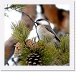 Lapintiainen_Siberian tit * 700 x 668 * (522KB)
